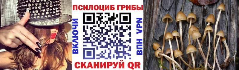 Галлюциногенные грибы Psilocybe  где найти наркотики  Суздаль 